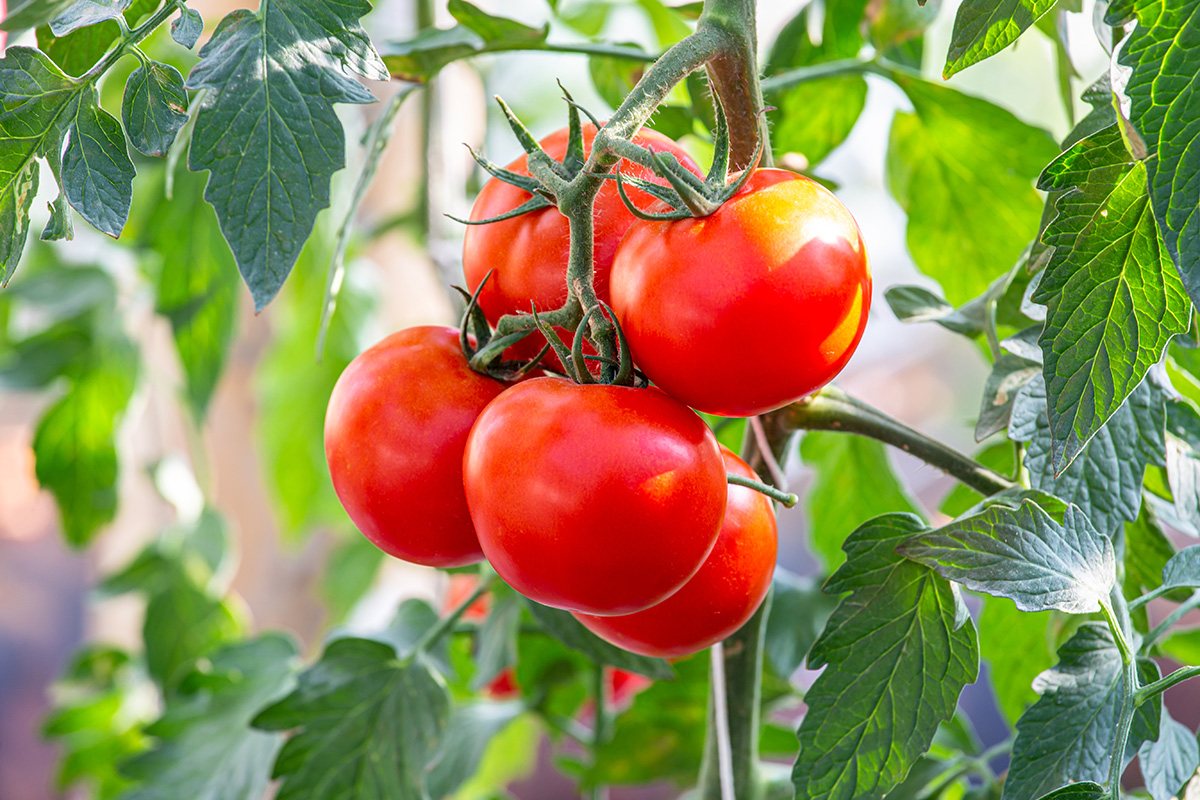 Tomato